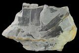 Pennsylvanian Horsetail (Calamites) Fossil - Kentucky #137714-2
